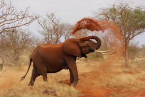 African Elephant - travelinsurance.com.au