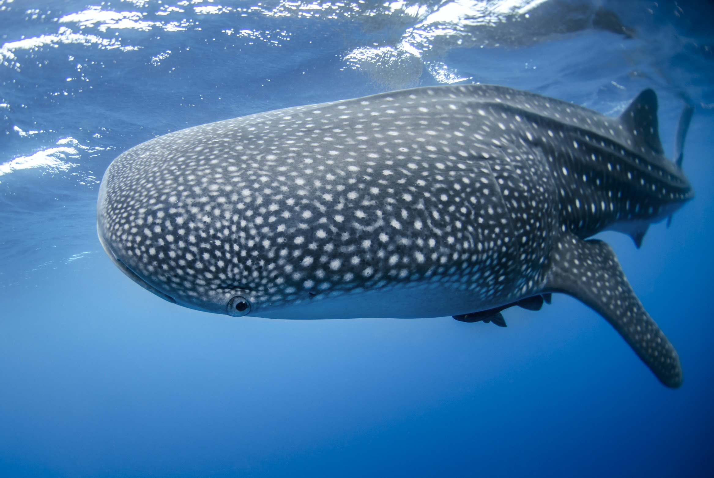 ningaloo reef2